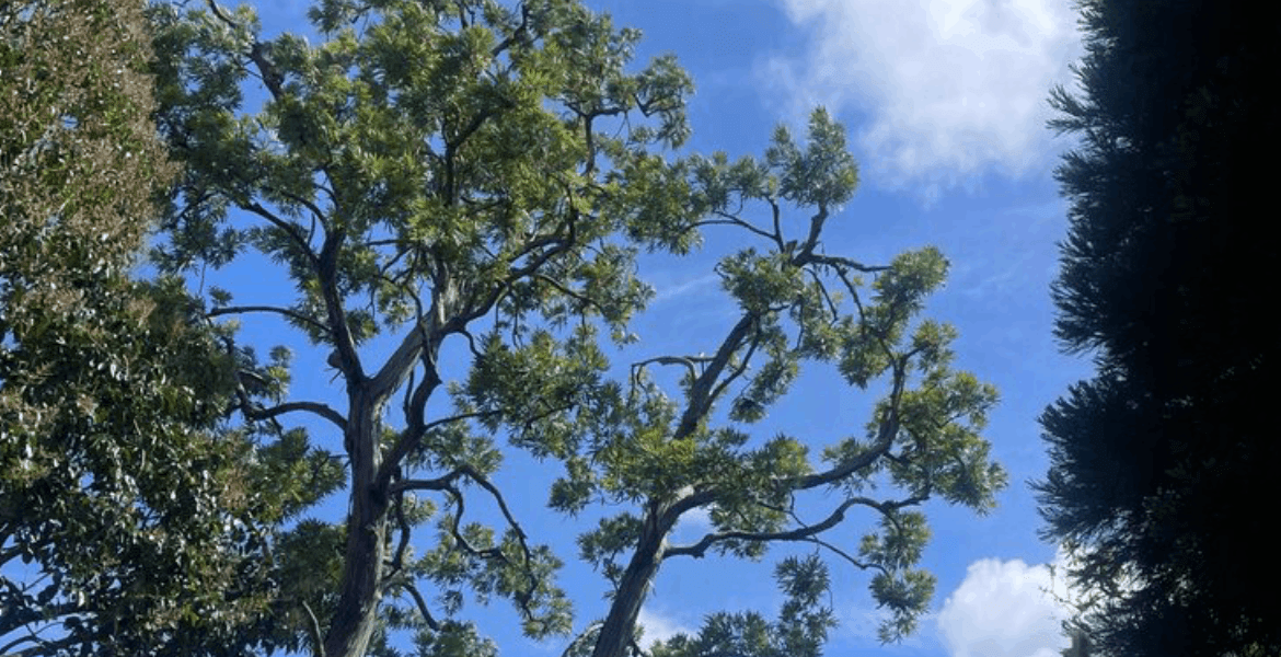 JC Tree & Gardening Services